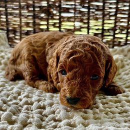 Pumpkin - Red  male Poodle puppy in Florida from Rouge Poodles