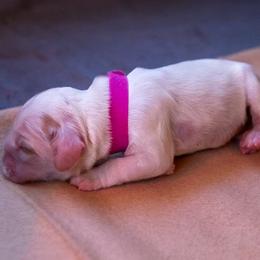 Girl 2 pink collar - Buff and white Cocker Spaniel puppy in Columbia, South Carolina from Monticello Cocker Spaniels