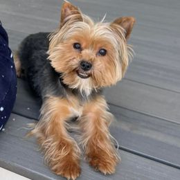 Poodles, Yorkipoos, and Yorkshire Terriers from All My Pooches