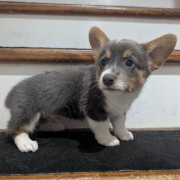 Puddles - Blue male Pembroke Welsh Corgi puppy in Brandon, Mississippi from Jenny May’s Corgis
