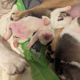 Bulldog Puppies from Hayzlett Family English Bulldogs