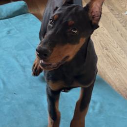 Onyx - Black and rust female Doberman Pinscher puppy in Centralia, Missouri from TopSpots Farm