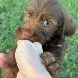 Whiskey - Liver female Pudelpointer puppy in Lakehills, Texas from Simply Southern Retrievers, LLC