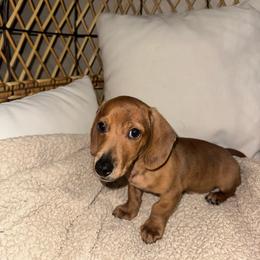 Brindle Boy - Brindle male Dachshund puppy in Angleton, Texas from 4LH Australian shepherds