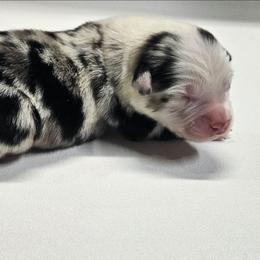 Rubicon - Blue merle male Miniature Australian Shepherd puppy in Orrtanna, Pennsylvania from Mountain Top Shepherd's