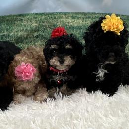 Bernedoodles, Cavalier King Charles Spaniels, Cavapoos, Cockapoos, and Poodles from Cavapoo Acres