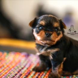 Yorkshire Terrier Puppies from Essence of Grace Yorkies