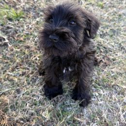 Blue collar - Black male Miniature Schnauzer puppy in Smyrna, Tennessee from Moore's Miniature Schnauzers