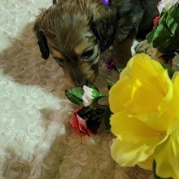 Dachshund Puppies from CLARK'S BREEDING PROGRAM