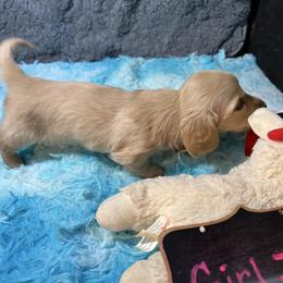 Ginger - Cream female Dachshund puppy in Bigfork, Minnesota from Dachshunds Up North