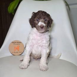 Valor - Parti male Poodle puppy in Plainfield, New Jersey from Caris Paws Poodles and Labradoodles