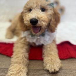 Goldendoodle puppies from High Desert Doodles