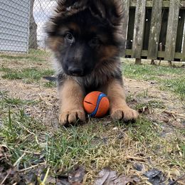 German Shepherd Puppies from Ewig Krieger Kennels
