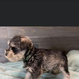 Miniature Schnauzer Puppies from Southern Charm Miniature Schnauzers