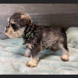 Miniature Schnauzer Puppies from Southern Charm Miniature Schnauzers