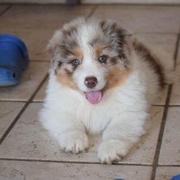 Australian Shepherd Puppies from Danell Australian Shepherd
