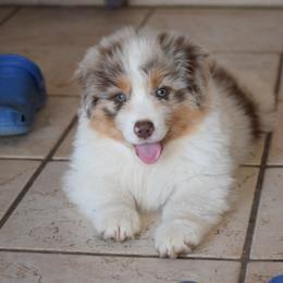 Australian Shepherd Puppies from Danell Australian Shepherd