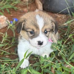 XANDER AKC - Sable male Pembroke Welsh Corgi puppy in Hinton, Oklahoma from Green Cloud Ranch