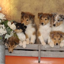 Collie Puppies from Circle H Farm
