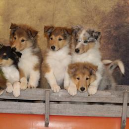 Collie Puppies from Circle H Farm