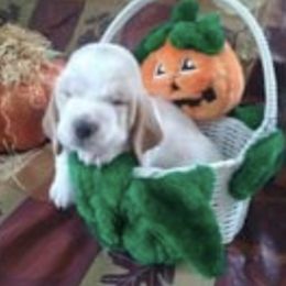 Basset Hounds from Lakeside Basset Hounds, Missouri