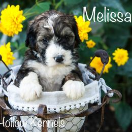 Bernedoodle Puppies from Walnut Hollow Kennels