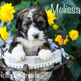 Bernedoodle Puppies from Walnut Hollow Kennels
