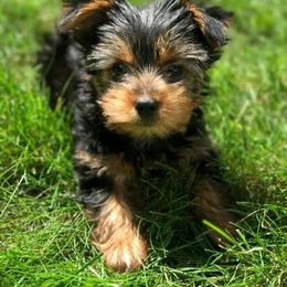 Yorkshire Terrier Puppies from Fullers Furry Friends