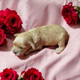 Chilli - Red female Cockapoo puppy in Sparta, Missouri from Sis' Doodles & Poodles