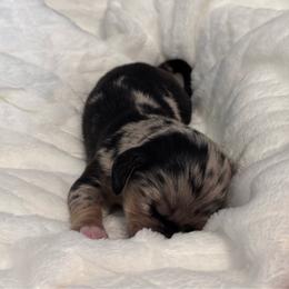 Clue - Dapple male Dachshund puppy in Dothan, Alabama from Little House Pups