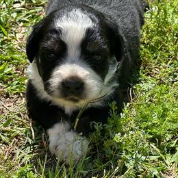 Rapunzel - Black tri female Miniature Australian Shepherd puppy in Doddridge, Arkansas from Huddleston Farm