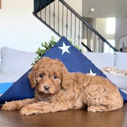 Indie - Red female Bernedoodle puppy in Clovis, California from Delta Doodless