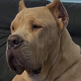 Cane Corso All Grown Up from Majestic Pride Cane Corso LLC