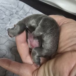 Blue boy (neon yellow collar) - Seal and white male Boston Terrier puppy in Des Moines, Iowa from Razmom's Boston Terriers