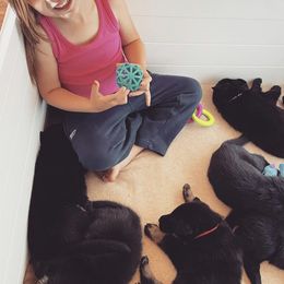 German Shepherds from Cave Canem German Shepherds