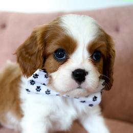 Finn - Blenheim male Cavalier King Charles Spaniel puppy in Greensboro, North Carolina from Hyde Park Cavaliers