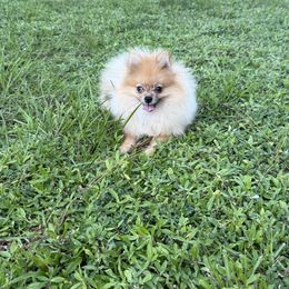 Teddy 5 pounds - Orange male Pomeranian puppy in Naples, Florida from Puppies Forever 💙❤️🐶