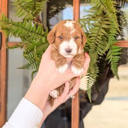 Puppy Pick 8 - Red  female Goldendoodle puppy in Whitesburg, Georgia from Asbury & Co Farms