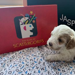 Cockapoo Puppies from Country J Canines