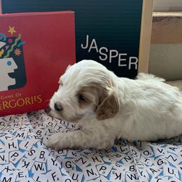 Cockapoo Puppies from Country J Canines