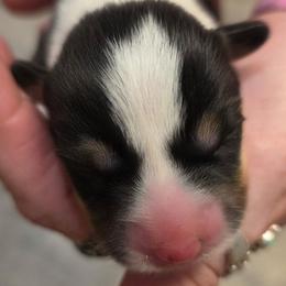 Puppy 3 - Black and tan female Pembroke Welsh Corgi puppy in Buffalo, Wyoming from Diamond K Corgis