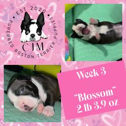 Blossom - Black brindle and white female Boston Terrier puppy in Jupiter, Florida from CJM Boston and Boxer Puppies