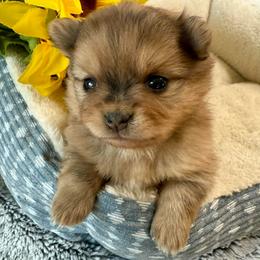 Remy - Blue merle male Pomeranian puppy in Raymondville, Missouri from Pampered Pomskies