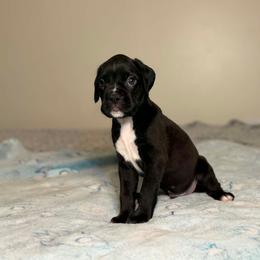 Boy 3 - Brindle male Boxer puppy in Prestonsburg, Kentucky from Diamond Standard Boxers