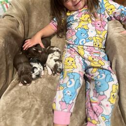 Toy Australian Shepherd puppies from HighEnd Aussies