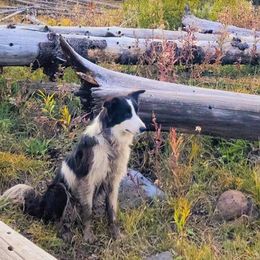 Border Collies from Bar YK Border Collies