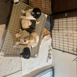 Australian Cattle Dog and Poodle Puppies from Hernwood Heelers & Poodles