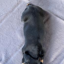 Dachshund Puppies from Witchy Woman’s Wiener’s
