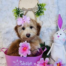 Mira - Red female Maltipoo puppy in West Jordan, Utah from Mid Sized Maltipoos and More LLC