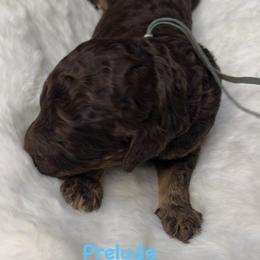 Prelude - Chocolate male Goldendoodle puppy in Sanderson, Florida from Serenity Goldendoodles